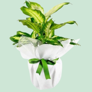  İskenderun Çiçek Siparişi - Camila SaKsı Bitkisi