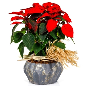  İskenderun Çiçek - Flower Poinsettia
