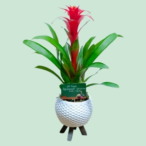  İskenderun Çiçek - Dekoratif Vazoda Guzmania Saksı Çiçeği