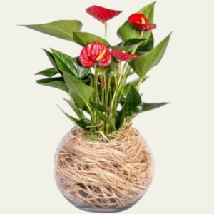  İskenderun Çiçek Siparişi - Cam Fanusta Kırmızı Antoryum