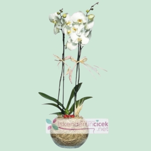  İskenderun Çiçek Siparişi - Beyaz Kuğu Çift Dallı Orkide