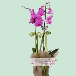  İskenderun Çiçek Siparişi - Fusya 2 Dallı Orkide