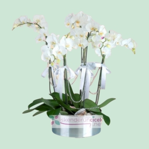  İskenderun Çiçek - 6 Dallı Orkide Sunumu