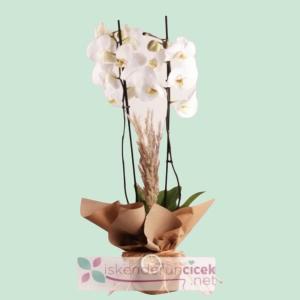  İskenderun Çiçek Siparişi - Kraft Kağıtta Çift Dallı Beyaz Orkide