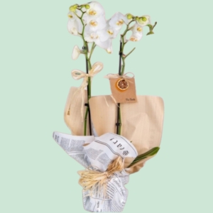  İskenderun Çiçek Gönder - Sylphs and Orchids