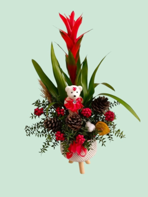 İskenderun Çiçekçi - Guzmania and Coccina