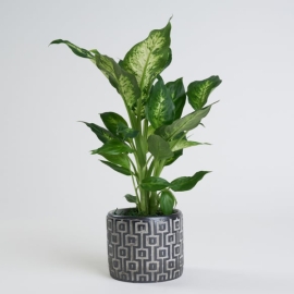 product-details