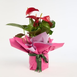 product-details